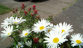 Daisy Shasta Alaska White 1200 Seeds USA Fast Shipping - $12.99