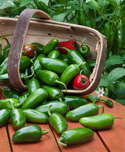 Jalapeno Hot Pepper Non - Gmo Fresh Garden HARVEST50 Seeds - £3.18 GBP