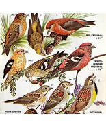 Crossbill Finches Varieties And Types 1966 Color Bird Art Print Nature A... - $371.27 MXN