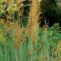 New Seeds 500 Indian Grass seeds Zone 39 USA Seller - £5.00 GBP