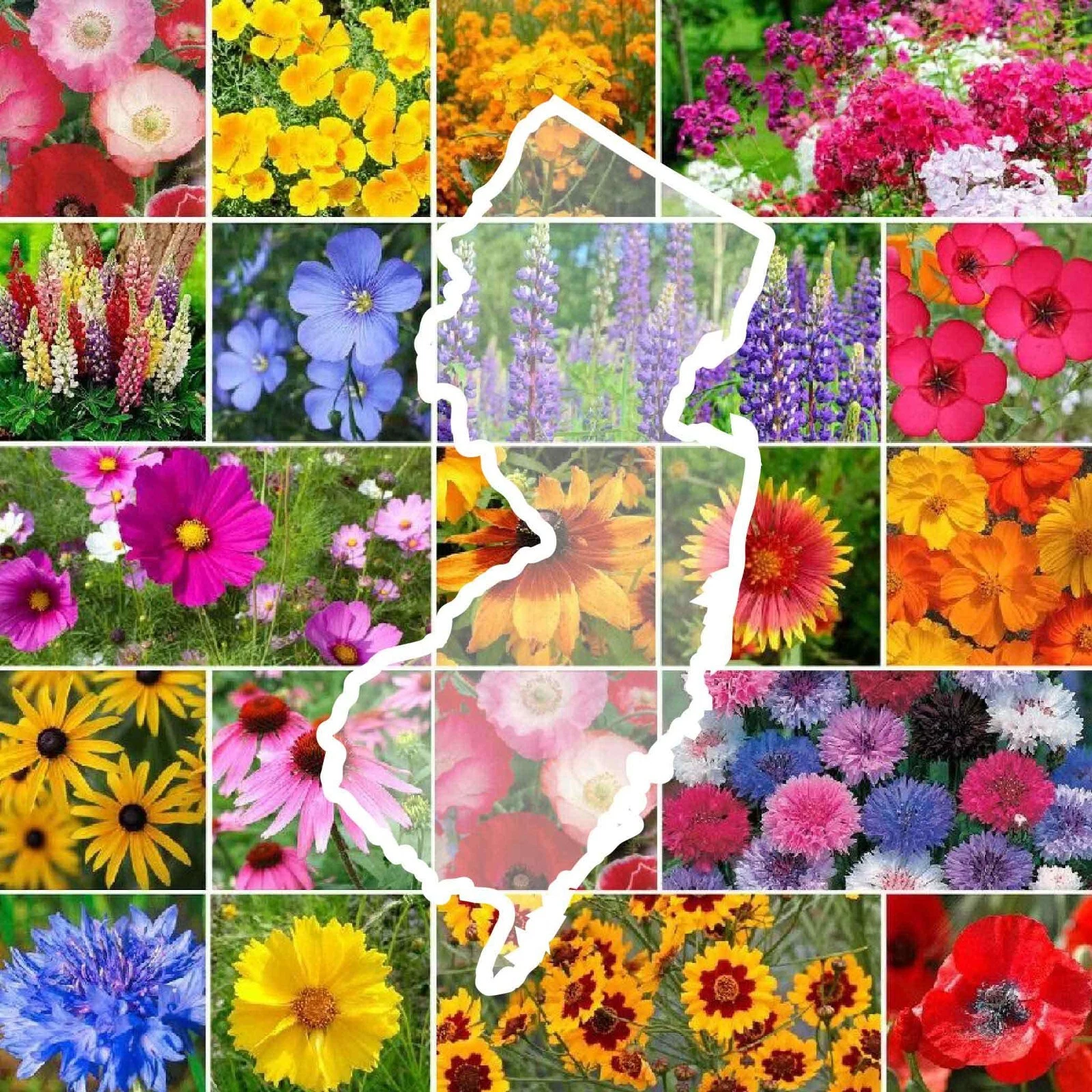 Wildflower NEW JERSEY State Flower Mix Perennials Annuals USA Non-GMO 10... - $5.22