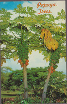 1960&#39;s Postcard POPAYA TREES HAWAII - Unposted - £2.33 GBP