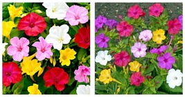 150 Seeds Four O&#39;clock Flower (Mirabilis jalapa) Seeds Solid Color Mix S... - $27.99