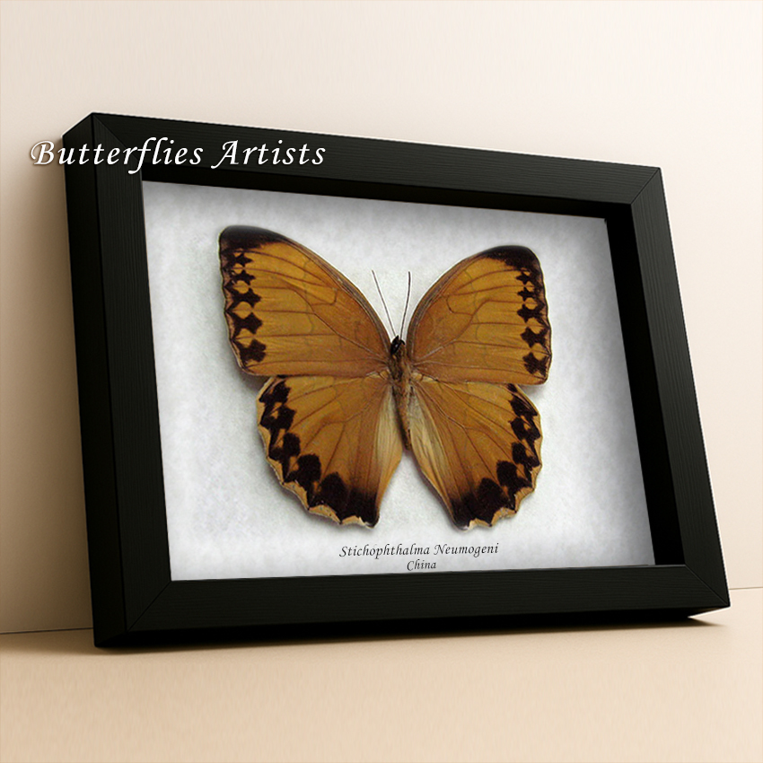 Stichophthalma Neumogeni Large Jungle Queen Butterfly Framed Entomology ... - €53,90 EUR