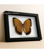 Stichophthalma Neumogeni Large Jungle Queen Butterfly Framed Entomology ... - $1,156.91 MXN