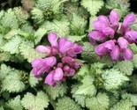 100 Seeds Spotted Deadnettle Lamium Maculatum Purple Lavender Ground Cov... - £4.71 GBP