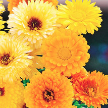 FROM USA  Pacific Beauty Mix Calendula Seeds | Orange Yellow Flower Pot ... - £4.47 GBP