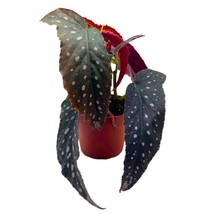 4 inch Harmony Foliage Harmony&#39;s Vixen Angel Wing Begonia - $64.67