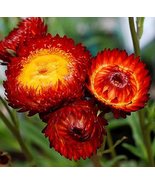 30 Fire Red Helichrysum Strawflower Annual Flower Seeds for Garden - £7.90 GBP