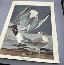 Art Bonapartian Gull Audubon Male Female Young Printed Colored  15.5 x 12&quot; - £8.96 GBP