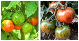 5 Bags (200 Seeds / Bag) of Red Zebra Tomatoes Garden Seeds  - £17.29 GBP