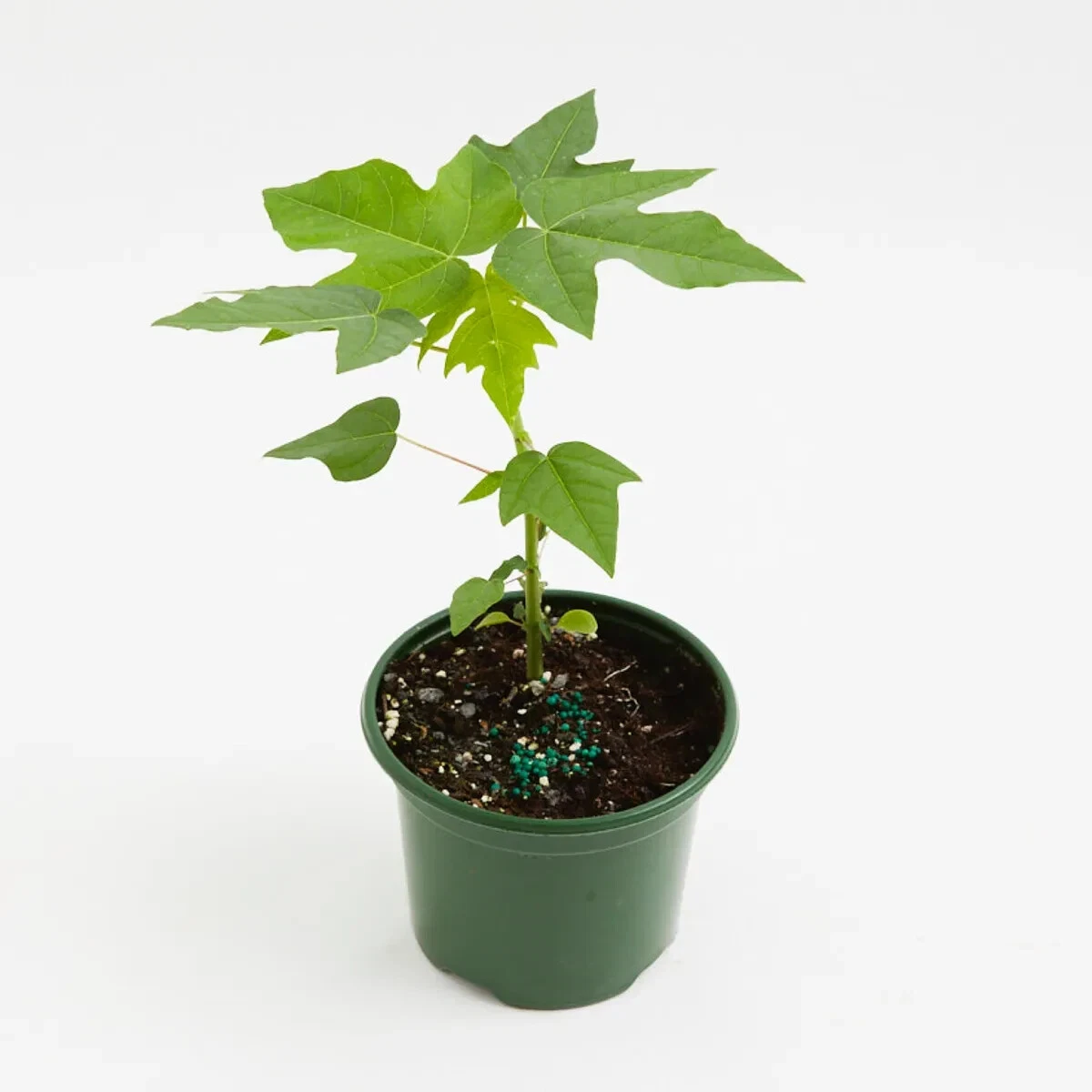 Papaya Plant 4 Inches Pot Pawpaw Plant Melon Tree Live Plant Ht7 - $16.42