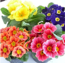 Fresh Seeds 100Pcs European Primrose Flower Seeds Mixed Colors - $13.82