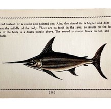 Swordfish 1939 Salt Water Fish Gordon Ertz Color Plate Print Antique PCBG19 - $29.99