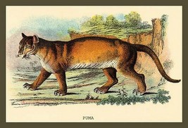 Puma by Sir William Jardine - Art Print - £16.42 GBP+