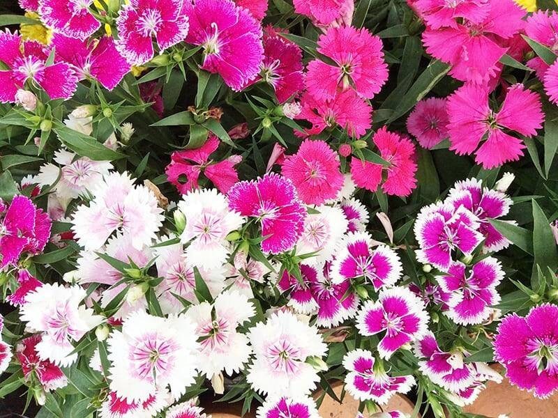 Dianthus chinensis mixed, code 831 Item image 2