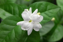 Madurai Malli Jasmine 12-16" height  "Maid of Orleans "  in 4” pot with free shi - $25.99