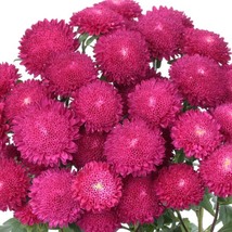 Aster Benary&#39;s Princess Bright Red, 35 Seeds R - £11.08 GBP