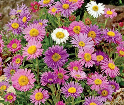 Aster Alpine Mixed Colors Aster Alpinus 500 Fresh Seeds - £39.82 GBP