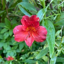 Alstroemeria Psittacina Red Parrot Lily 10 Seeds Garden Beautiful USA Seller - £13.99 GBP