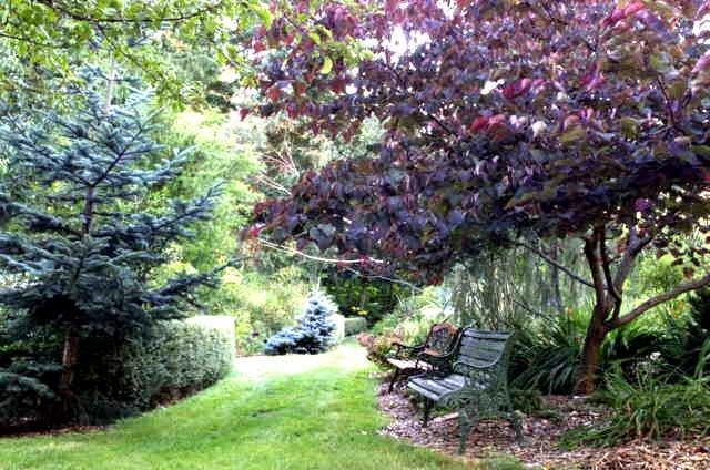Cercis Canadensis Forest Pansy Red Leaved Eastern Redbud Tree 5 seeds Fr... - $17.96