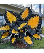 100 of Hosta Flower Seeds: Lush Green Shade Perennial - $17.96 CAD