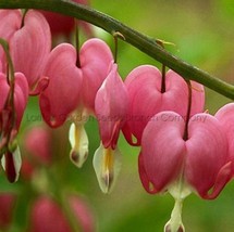 30 Seeds Venus S Car Bleeding Heart Great Lyre Flower Seeds Lamprocapnos Spectab - $20.00