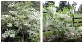 6-12&quot; Tall Live Plant, Qt Pot - White Fringe Tree/Shrub - Chionanthus virginicus - £74.69 GBP