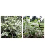 6-12&quot; Tall Live Plant, Qt Pot - White Fringe Tree/Shrub - Chionanthus vi... - £74.72 GBP