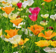 Easy To Grow Seed - 250 Seeds California Poppy Seed Mix - £3.18 GBP