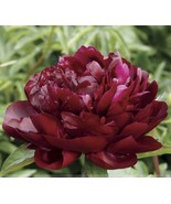 5 Heirloom &#39;Miami&#39; Dark Red Burgundy Tree Peony Flower Seeds!!! - £23.12 GBP