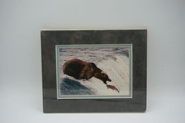 Lunch Brown Bear Salmon Katmai Alaska Photograph w/ Matte 8&quot;x10&quot; Signed - $34.64