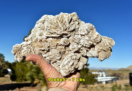 Extra Large Selenite DESERT ROSE * 10x8x5&quot;  Cool Natural Mineral Specimen Mexico - £137.84 GBP