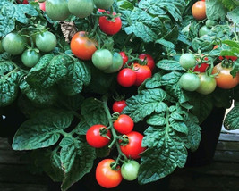 SD Mini Bell Micro Dwarf Sweet Cherry Tomato Vegetable 12 Seeds (Read) F... - $194.46 MXN