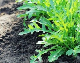 THJAR Arugula Seeds - Organic, Heirloom, Open Pollinated, Non GMO - Grow... - $2.97