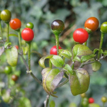 New Fresh 25 Seeds Chiltepin Pepper Garden Vegetables Planting - $7.00