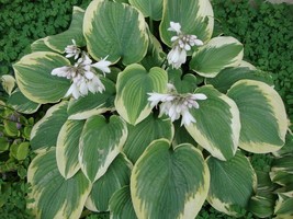 1 Live Potted Plant - hosta ROBERT FROST large big classic disease-free 2.5&quot; pot - £35.12 GBP