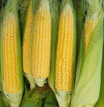 HONEY SELECT CORN Sweet Yellow . Vegetable Seeds - $9.55