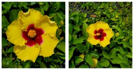 WELL ROOTED EXOTIC YELLOW HIBISCUS LIVE PLANT 3 TO 5 INCHES TALL - £23.46 GBP