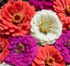 THJAR Under The Sea Zinnia Seeds 100+ Flower Elegans Annual MIXED - $3.38