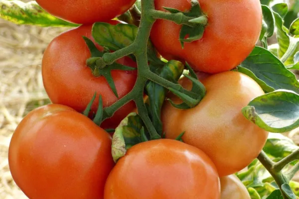 Fresh Marglobe Supreme Tomato Seeds 100 Ct Vegetable Heirloom Non-Gmo - £5.89 GBP