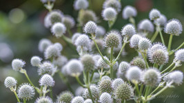 PWO Eryngium Yuccifolium - Rattlesnake Master seed - $3.25