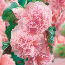 BPA 25 Double Pink Hollyhock Seeds Perennial Flower Seeds Flowers 842 Ea... - $14.06 CAD