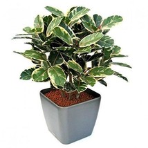 Rubber Variegata Foliage Plant Ficus Elastica 1Gallon Pot House Live Plant - £37.40 GBP