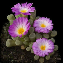 Frithia pulchra, rare cactus mesembs cacti living stones baby toe seed 50 SEEDS - £10.29 GBP