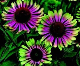 Green Purple Cone Flowers Flowers Easy To Grow 50+ Pure Seeds - £4.70 GBP