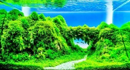 Fresh Dwarf Hairgrass Seeds - 50 Seeds - Aquarium Grass Ship From Usa - $19.92