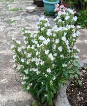 Fresh 25 White Viper&#39;S Bugloss Echium Plantagineum White Bedder Flower S... - $3.50