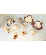 Mixed Small Natural Sea Shells Crafts Aquarium DECOR Lot - $13.70 CAD