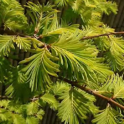 Metasequoia Gold Rush GOLDEN DAWN REDWOOD Seeds! - $16.42